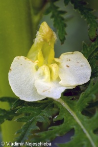 Pedicularis exaltata – všivec statný