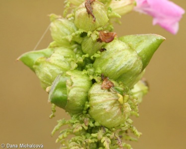 Pedicularis palustris – všivec bahenní