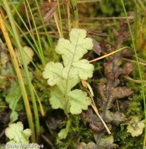 Pedicularis sceptrum-carolinum – všivec žezlovitý