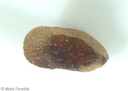Pedicularis sudetica – všivec krkonošský