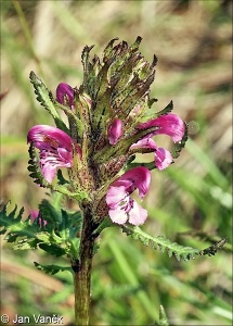 Pedicularis sudetica – všivec krkonošský