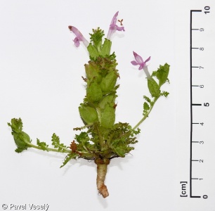 Pedicularis sylvatica – všivec lesní, všivec ladní