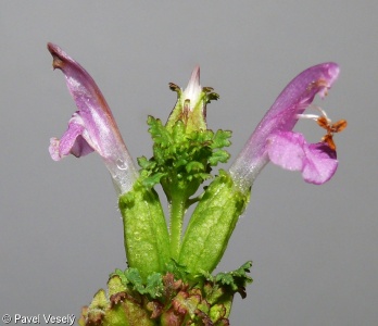 Pedicularis sylvatica subsp. sylvatica – všivec lesní pravý, všivec ladní pravý