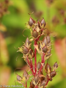 Penstemon hartwegii