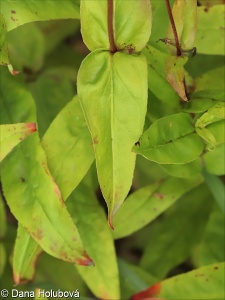 Penstemon hartwegii