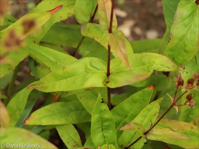 Penstemon hartwegii