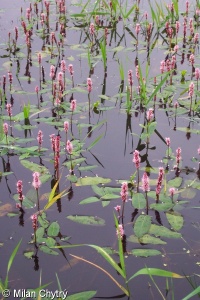 Persicaria amphibia – rdesno obojživelné