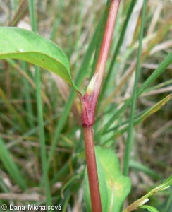 Persicaria hydropiper – rdesno peprník