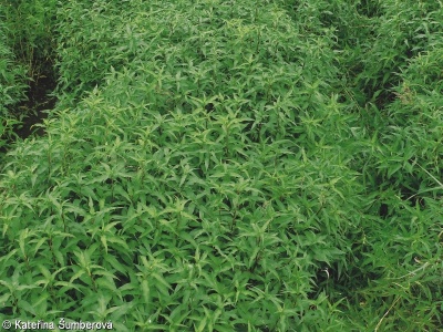 Persicaria hydropiper – rdesno peprník