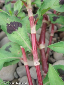 Persicaria lapathifolia – rdesno blešník