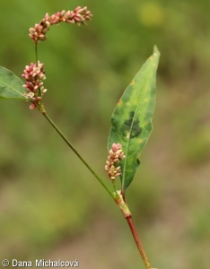 Persicaria lapathifolia subsp. lapathifolia – rdesno blešník pravé
