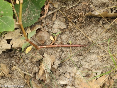 Persicaria lapathifolia – rdesno blešník