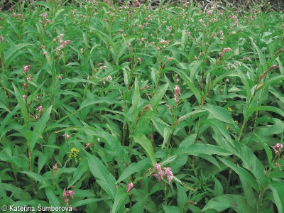 Persicaria lapathifolia subsp. lapathifolia – rdesno blešník pravé