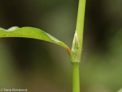 Persicaria maculosa – rdesno červivec