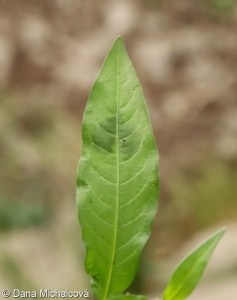 Persicaria maculosa – rdesno červivec