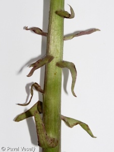 Petasites hybridus subsp. hybridus – devětsil lékařský pravý