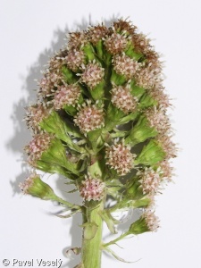 Petasites hybridus subsp. hybridus – devětsil lékařský pravý