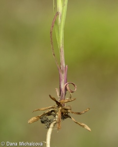 Petrorhagia prolifera subsp. prolifera