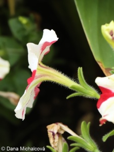Petunia ×atkinsiana – petunie zahradní