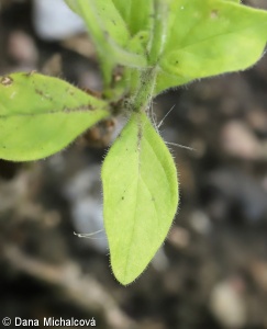 Petunia x atkinsiana