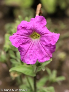 Petunia x atkinsiana