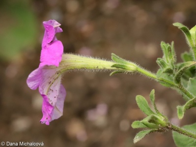 Petunia ×atkinsiana – petunie zahradní