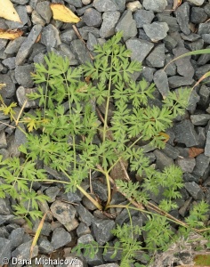 Peucedanum alsaticum – smldník alsaský