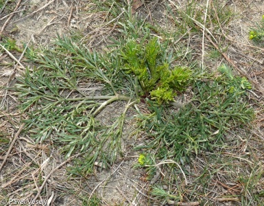 Peucedanum arenarium subsp. arenarium – smldník písečný pravý