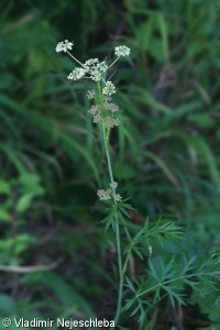 Peucedanum carvifolia – smldník kmínolistý