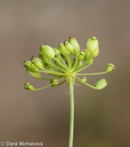 Peucedanum cervaria – smldník jelení