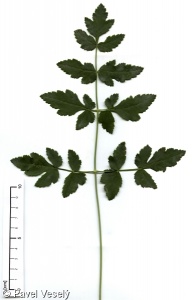 Peucedanum cervaria