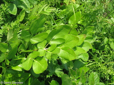 Peucedanum latifolium