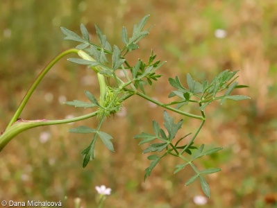 Peucedanum oreoselinum – smldník olešníkový