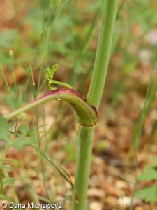 Peucedanum oreoselinum – smldník olešníkový