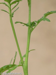 Phacelia tanacetifolia – svazenka vratičolistá
