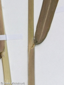 Phalaris arundinacea – chrastice rákosovitá