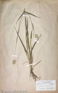Phalaris canariensis – chrastice kanárská