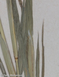 Phalaris canariensis – chrastice kanárská