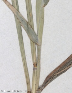 Phalaris minor – chrastice menší
