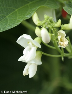 Phaseolus coccineus – fazol šarlatový