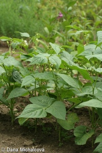 Phaseolus vulgaris – fazol obecný