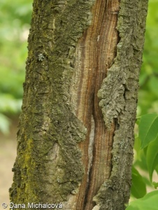 Phellodendron amurense – korkovník amurský