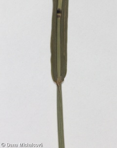 Phleum nodosum