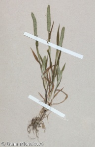 Phleum paniculatum – bojínek latnatý