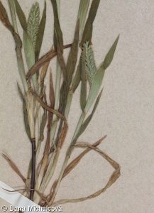 Phleum paniculatum – bojínek latnatý
