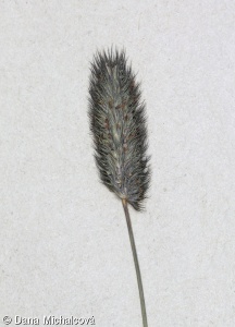 Phleum alpinum – bojínek alpský