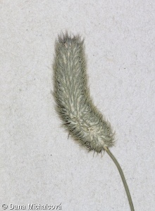 Phleum alpinum – bojínek alpský