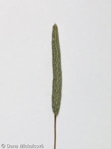 Phleum subulatum – bojínek šídlovitý