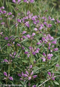 Phlomis herba-venti subsp. pungens