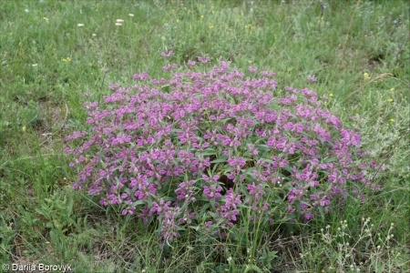 Phlomis herba-venti subsp. pungens
